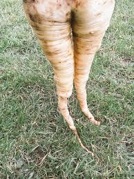 Which jeans for parsnip legs?