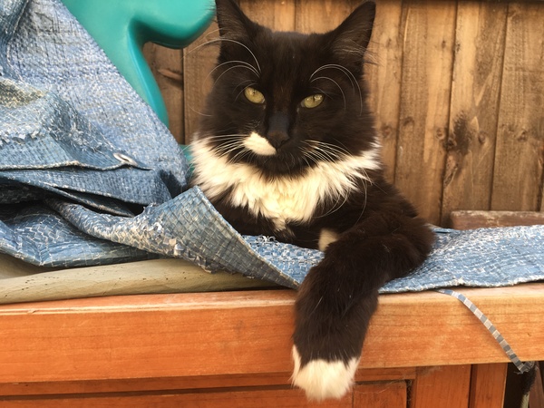 My lovely cat has possibly FIP. We are devastated. It's the little accidental kitten from last year.