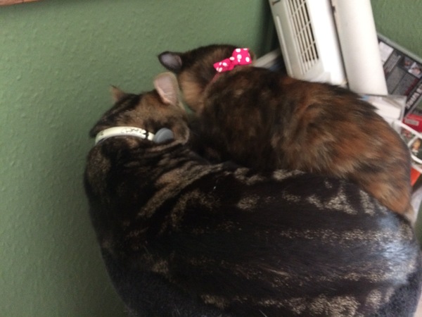 Cats still catting away part 5