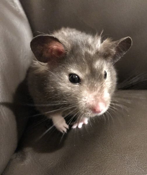 Can I see a picture of your hamsters?