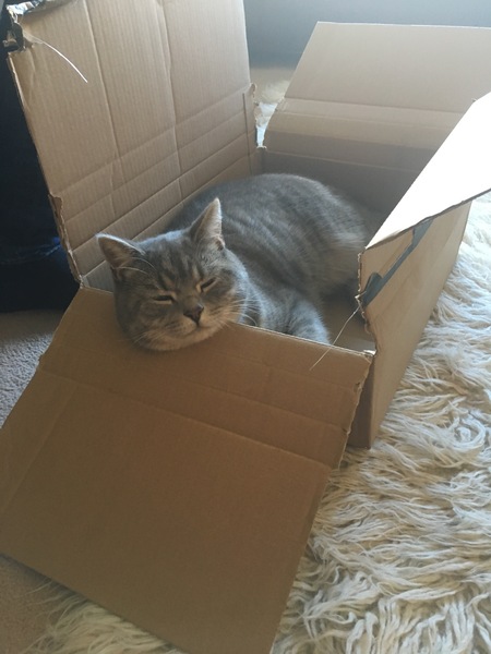 Which breed of cat?