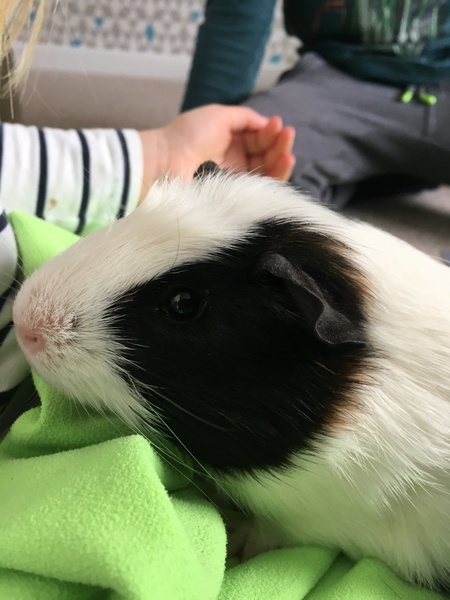 Rescue a little GP to live with two bonded Rex boars?