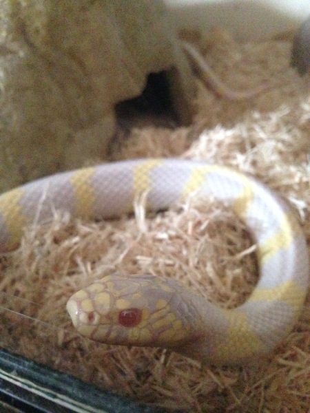 Trigger warning sssnake