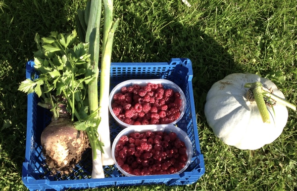 Allotment/Veg patch thread 11 'We bid  farewell to rainbow leaves but will keep plotting along'
