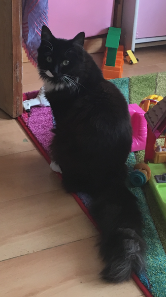 My lovely cat has possibly FIP. We are devastated. It's the little accidental kitten from last year.
