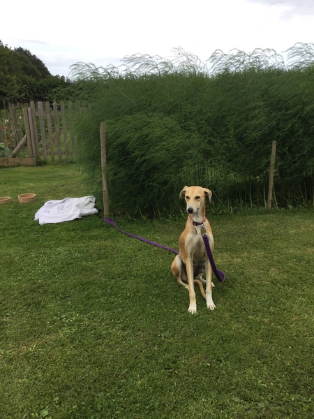 would you ring the dog warden/rescue/ anyone?