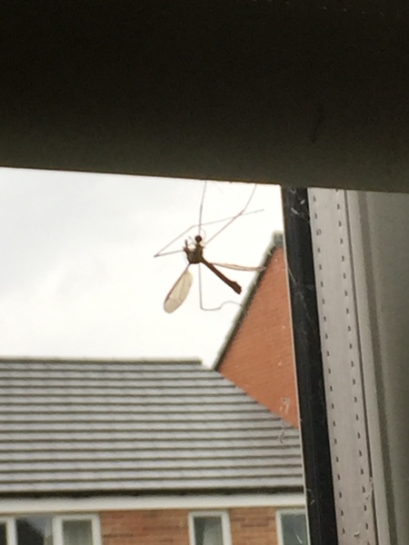 To show you a picture of a spider