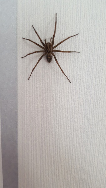 To show you a picture of a spider