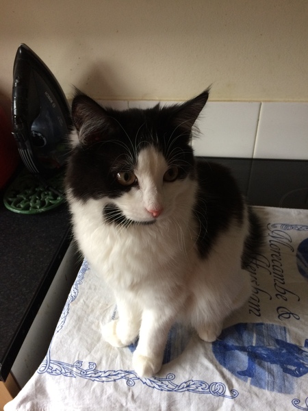 Going to meet this cat at the rescue home tomorrow