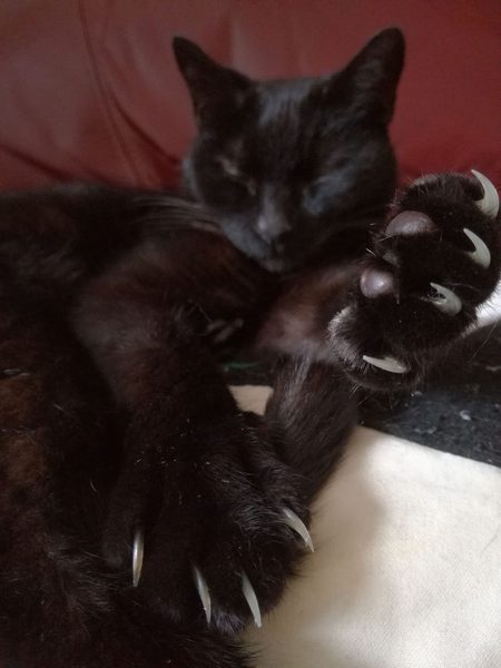 What is wrong with my cat?