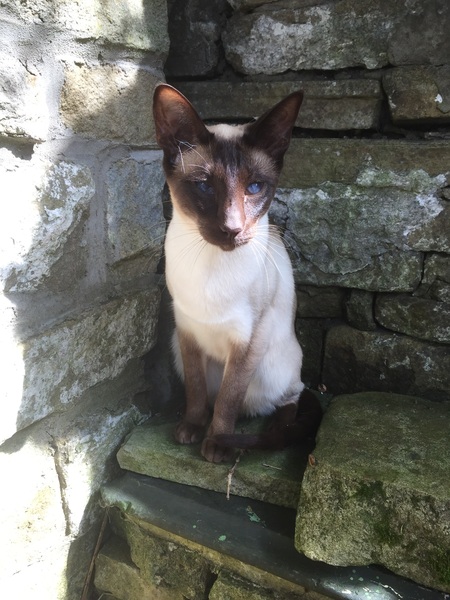 Trying to find a safe home for my Siamese