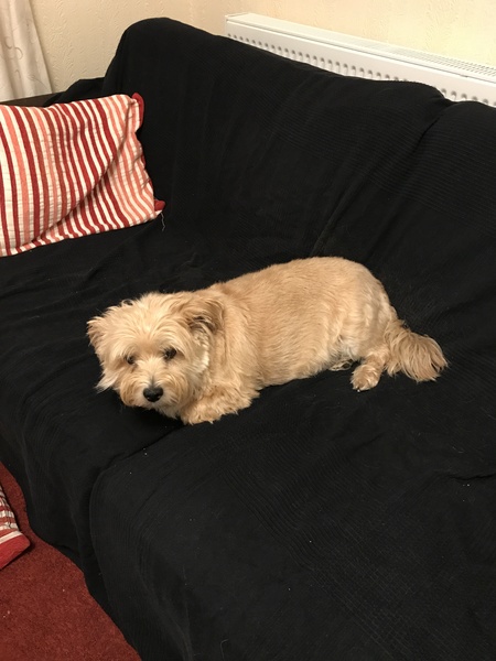 Inheriting a dog