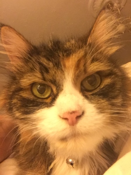 Cattery Negligence to the point of being sniffed to the veterinary hospital within two hours of being home