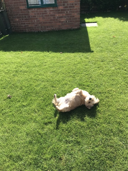 Inheriting a dog