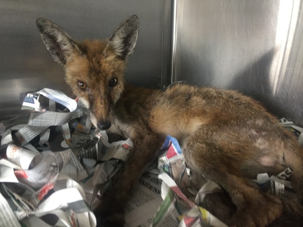To help a mangy scrap of fox UPDATE