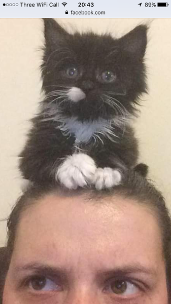 My lovely cat has possibly FIP. We are devastated. It's the little accidental kitten from last year.