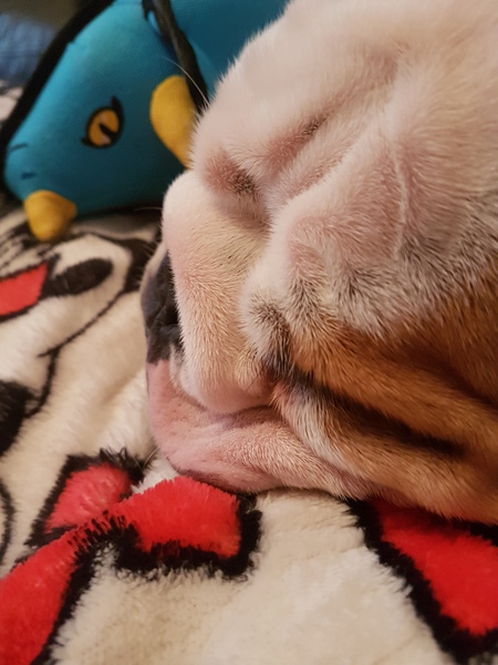 Puppy Survival thread part 4