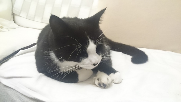 B/W cat appreciation society