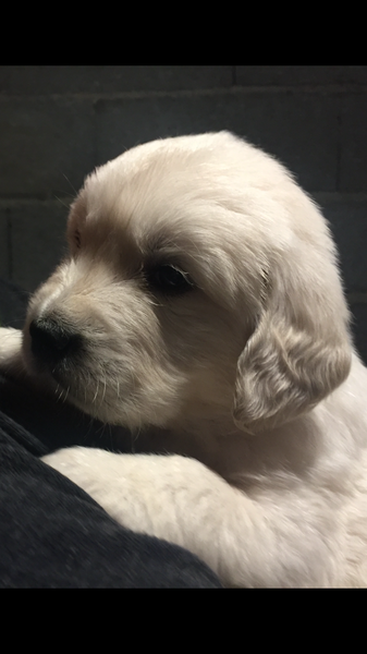 Puppy Blues?