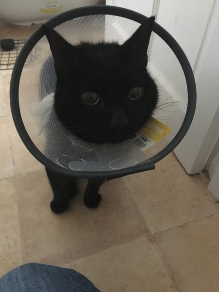 To think my cat might have rabies.