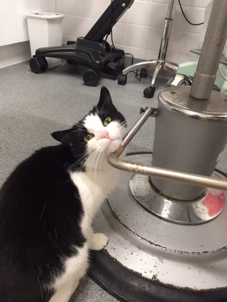 Going to meet this cat at the rescue home tomorrow