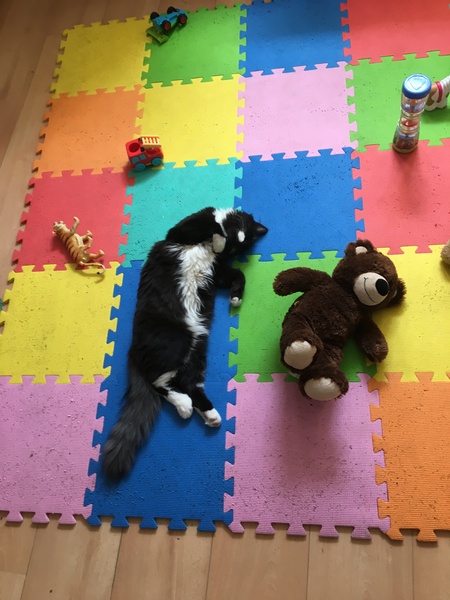 We have accidentally  a 5 weeks old kitten