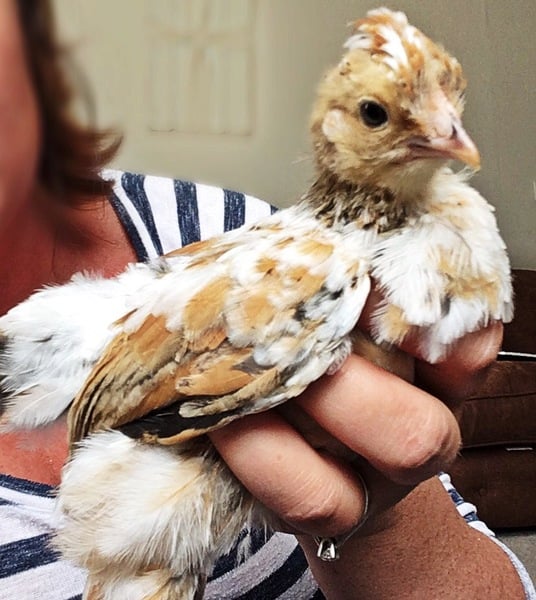 New chicks :)
