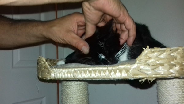 Cats still catting away part 5