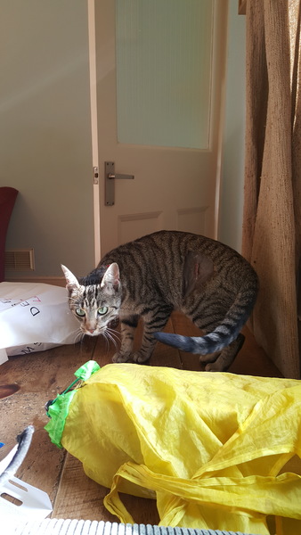 Shitting shit. Dd allergic to new cat.