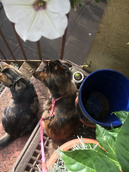 Dolly gets a lead