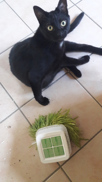 To leave paint on cat