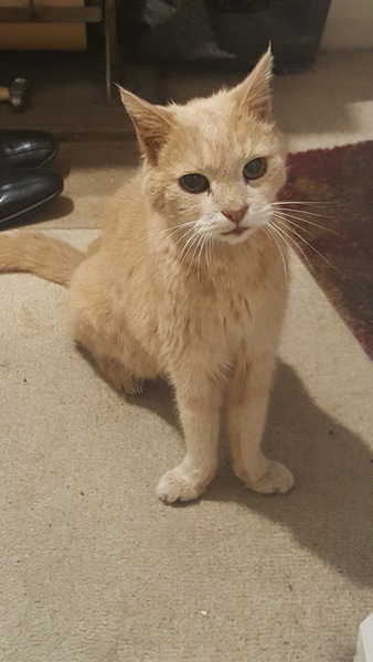 Old cat being PTS today and cost of vetinary treatment.