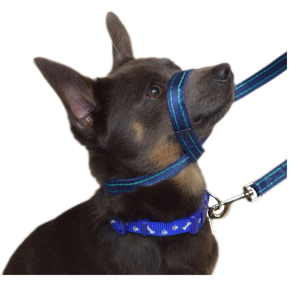 Dog lead training/equipment/advice!!!