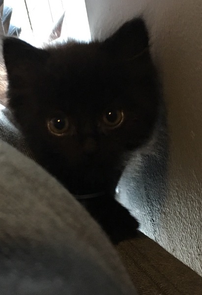 To ask how you'd deal with this vet issue?