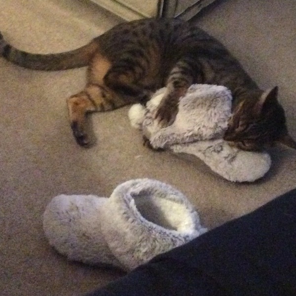 Cats still catting away part 5