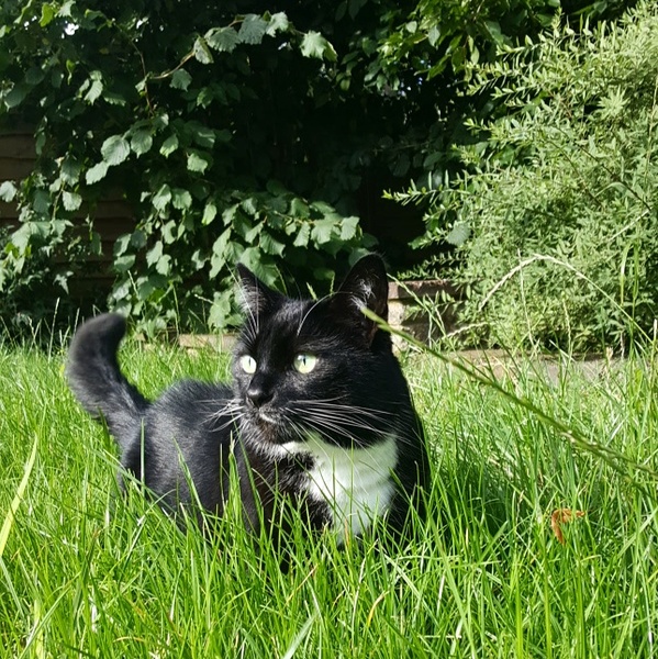 B/W cat appreciation society