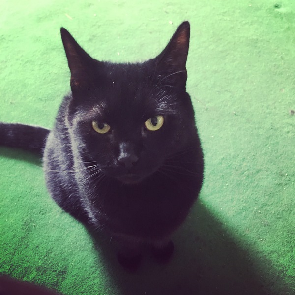 So I went to the adoption centre