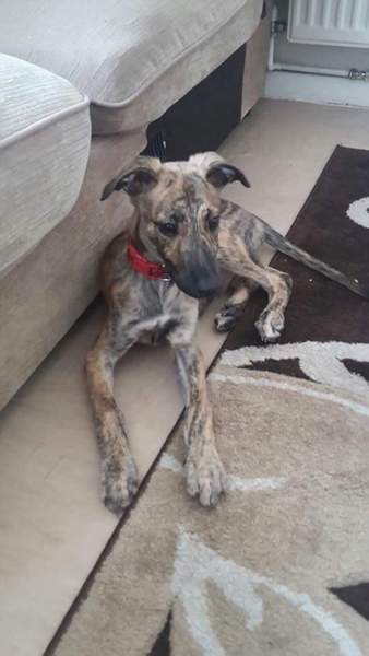 Thinking of adopting a lurcher pup