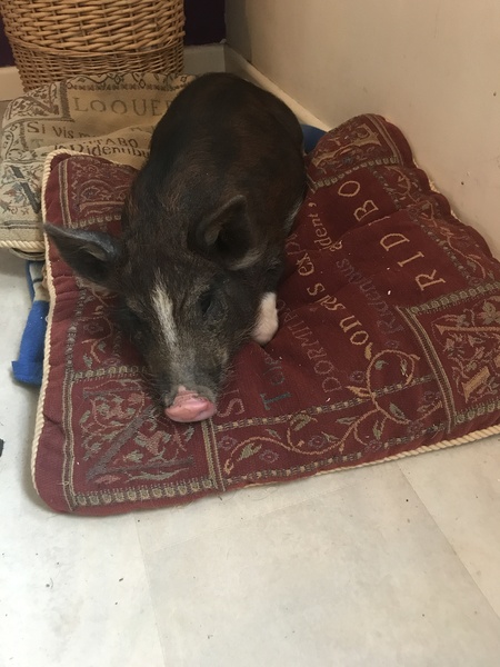 Is this a micro pig if not what breed is she ??
