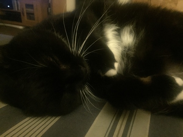 Cats still catting away part 5