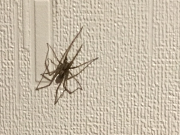 To show you a picture of a spider