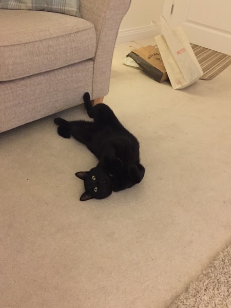 Cats still catting away part 5