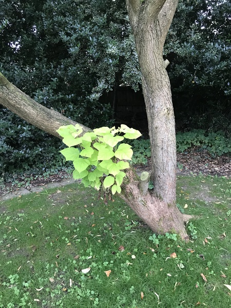 Which tree?