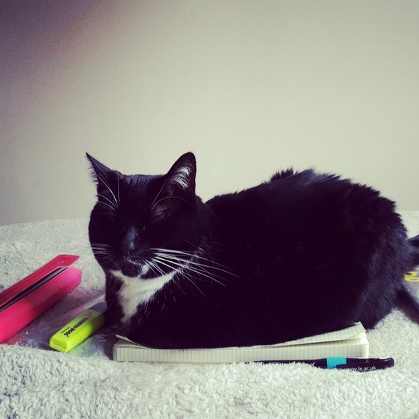 B/W cat appreciation society