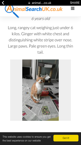Missing poorly cat in Shoreham