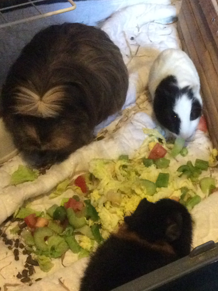 Rescue a little GP to live with two bonded Rex boars?