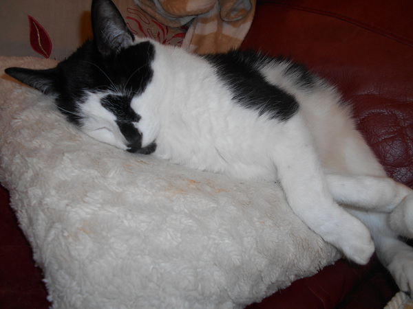Cats still catting away part 5