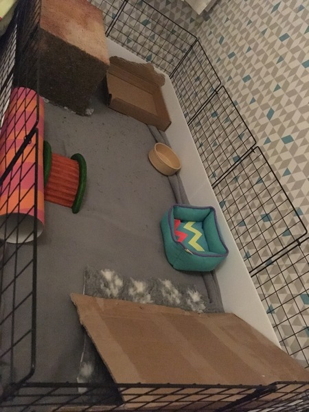 Rescue a little GP to live with two bonded Rex boars?