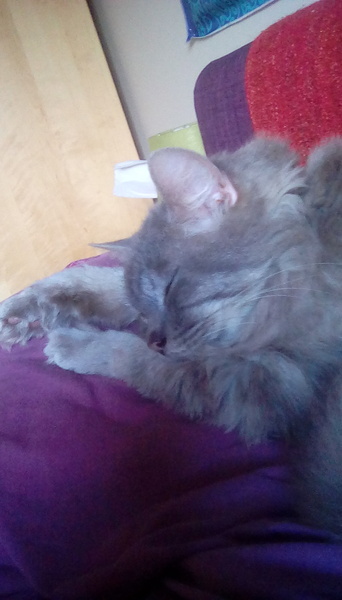 Best breed for indoor cat?
