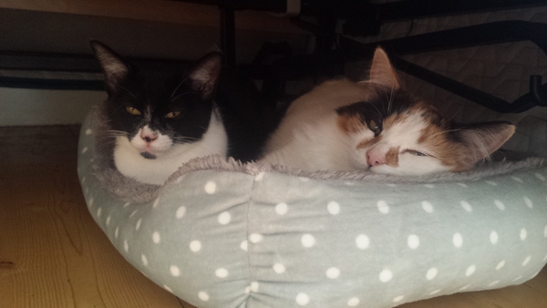 Need some help/reassurance - adopted cats very nervous